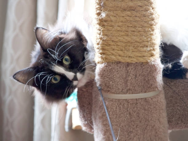 Arbres à chat pour chats âgés ou handicapés-🐈 Catgrip🐾🥰