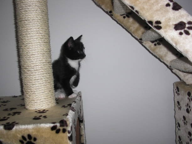Comment personnaliser un arbre à chat pour votre chat?-🐈 Catgrip🐾🥰