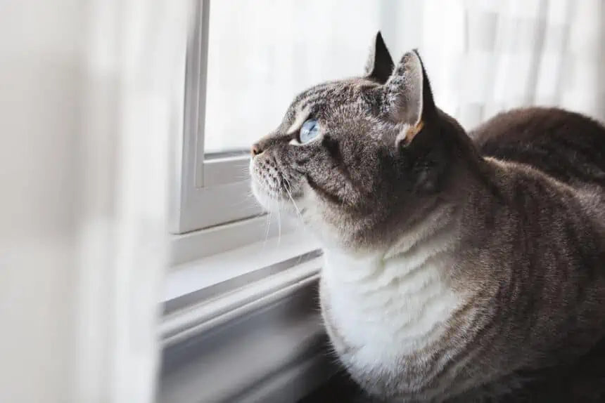 Comment savoir si mon chat est en bonne santé?-🐈 Catgrip🐾🥰