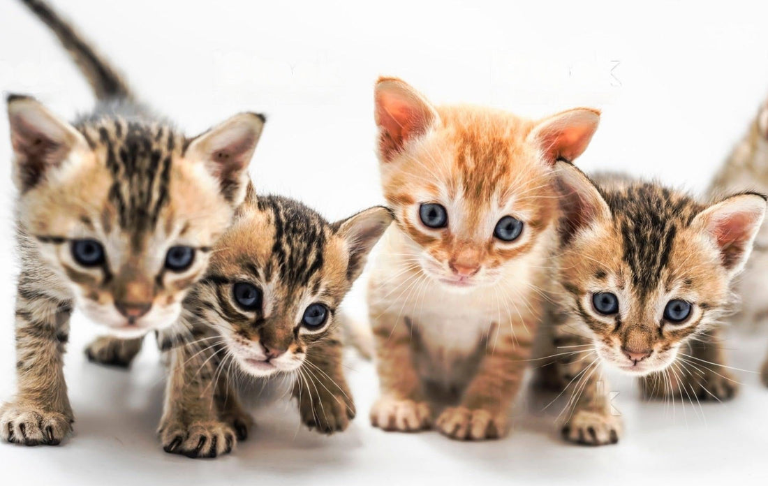 Quel est le prix moyen d’un chaton de race?-🐈 Catgrip🐾🥰