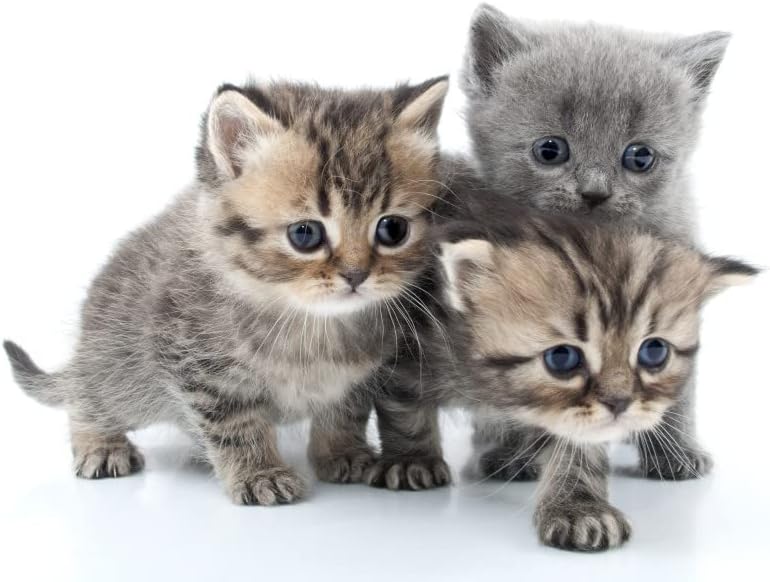 Lingettes pour Chat Aloe Vera x50