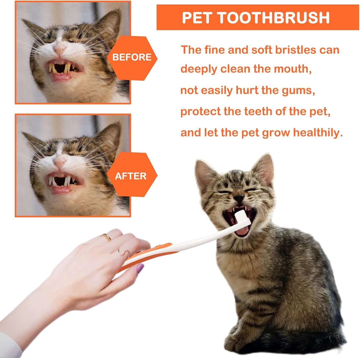 Brosse à Dents Et Dentifrice