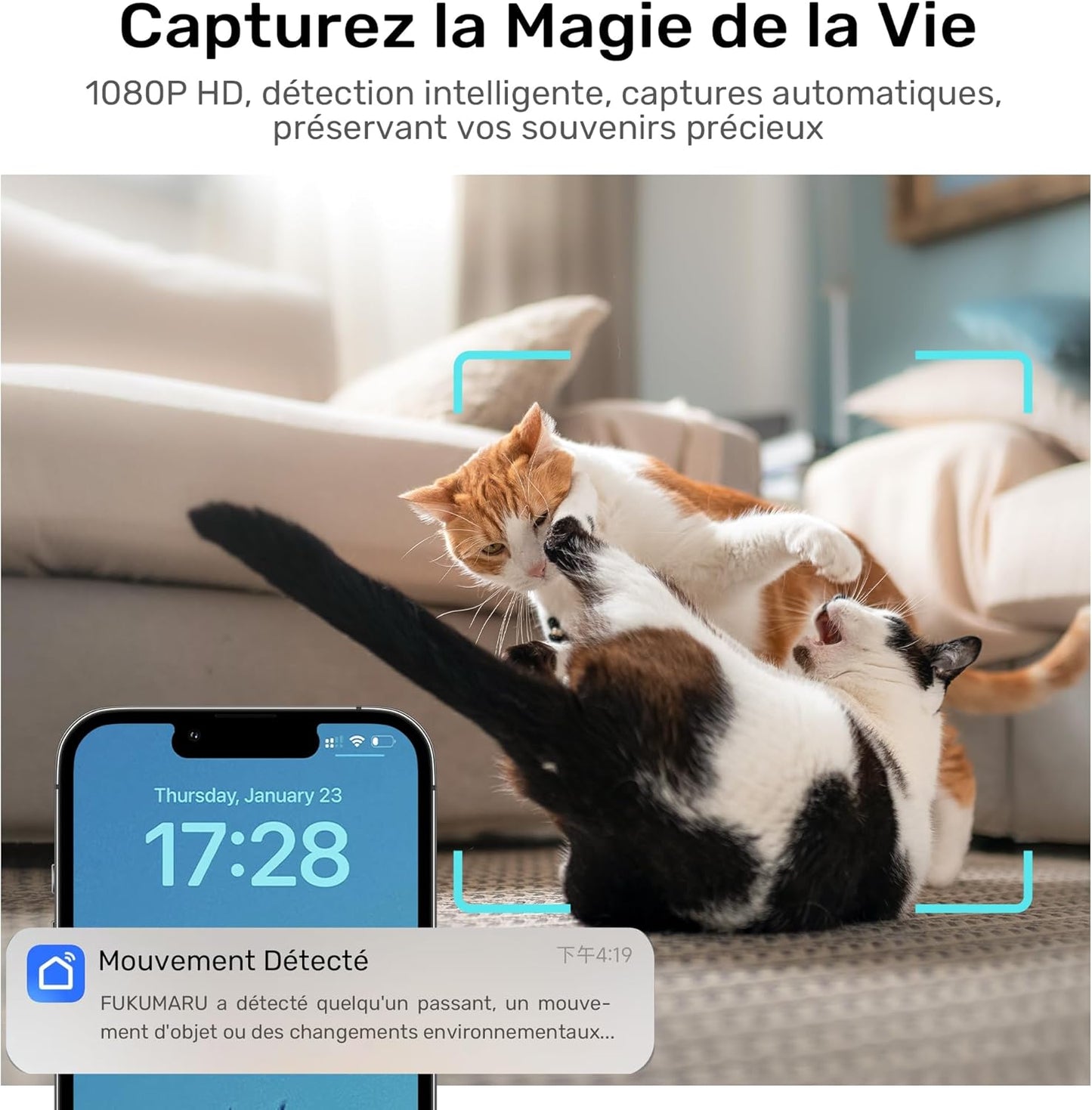 Distributeur Croquettes Chat 3L