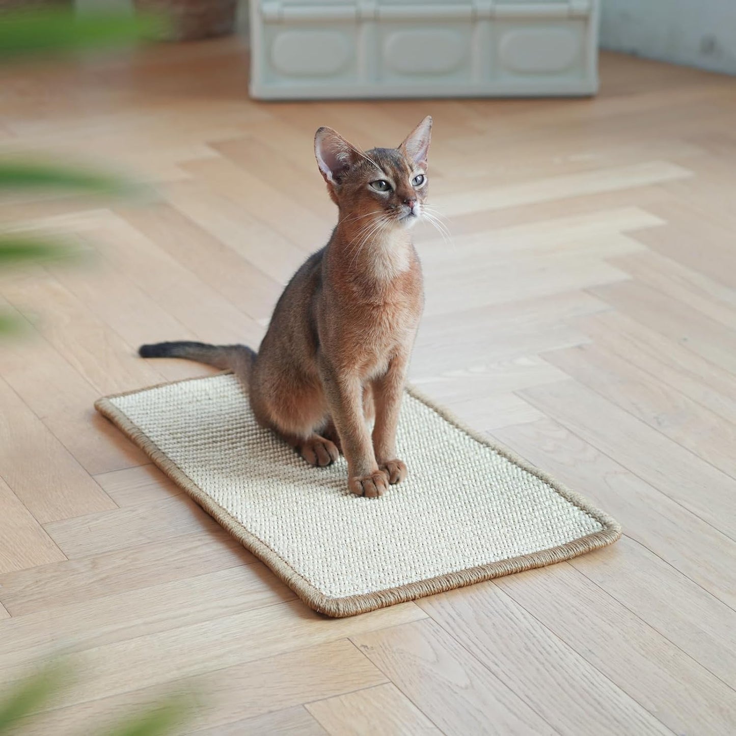 Griffoir Chat 50 x 30 cm