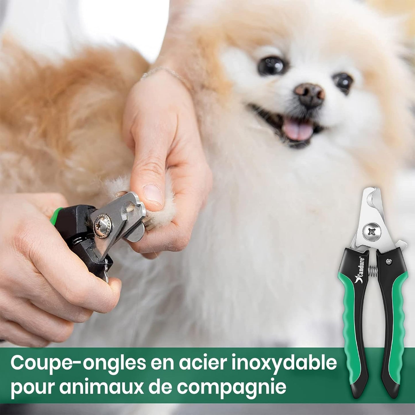 Coupe Griffes Chat + Lime