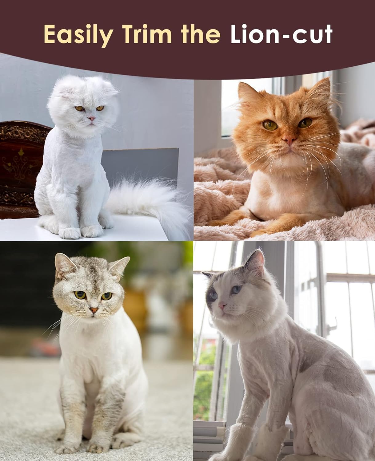 Toilettage chat Tondeuse