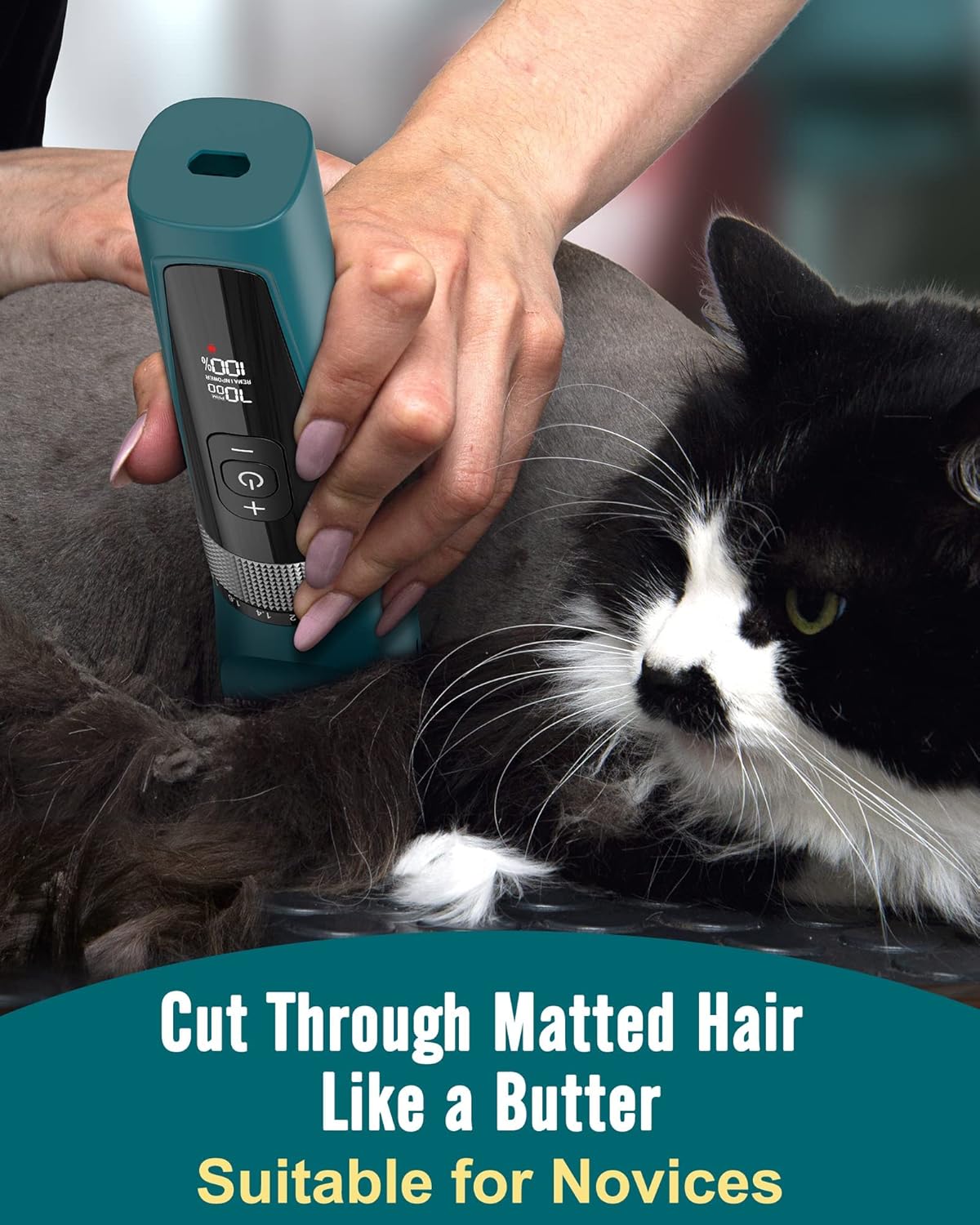 Toilettage chat Tondeuse
