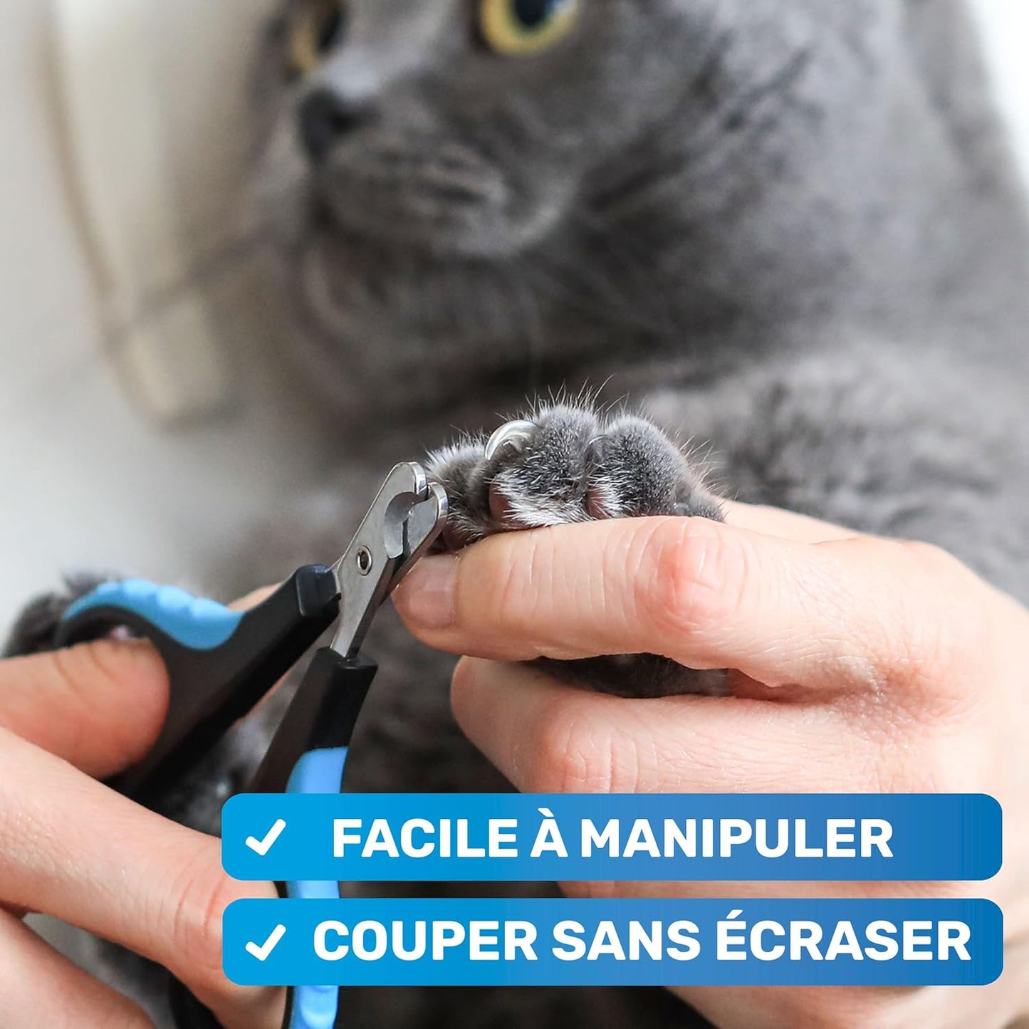 Coupe Griffes Chat + Lime