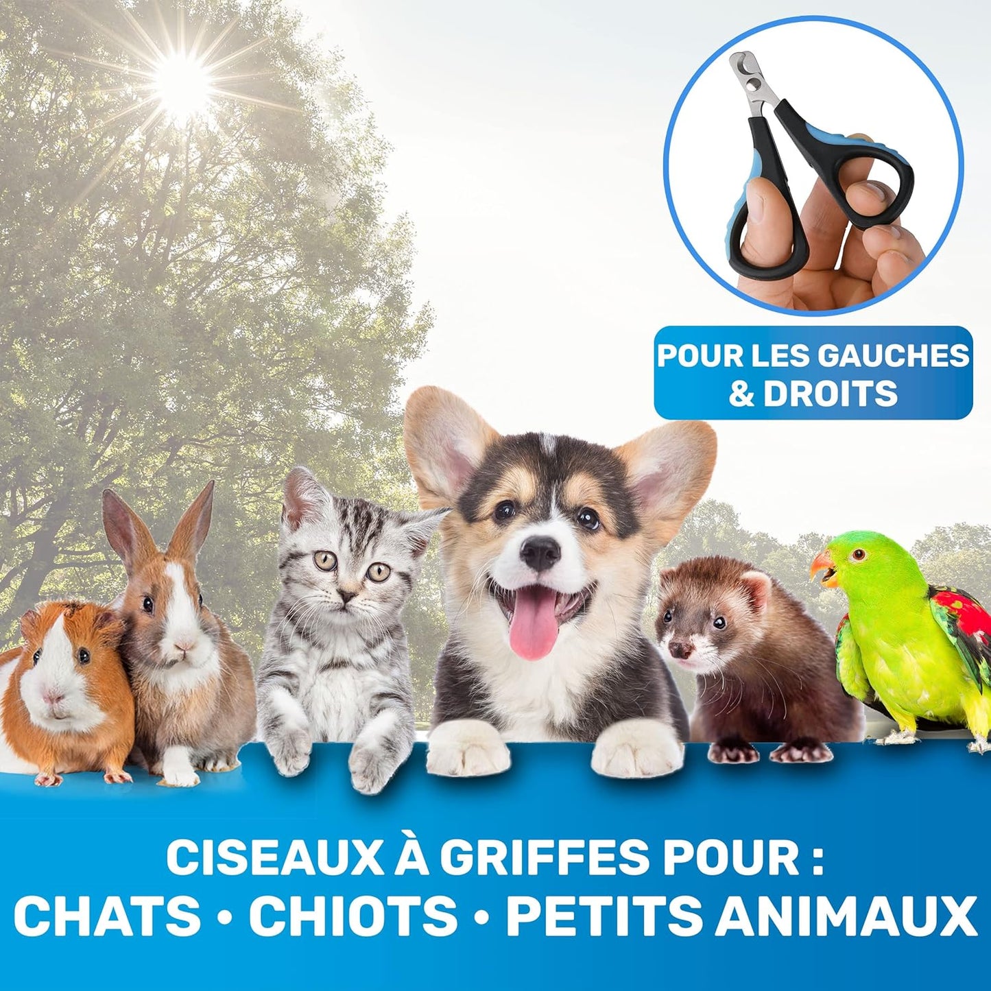Coupe Griffes Chat + Lime