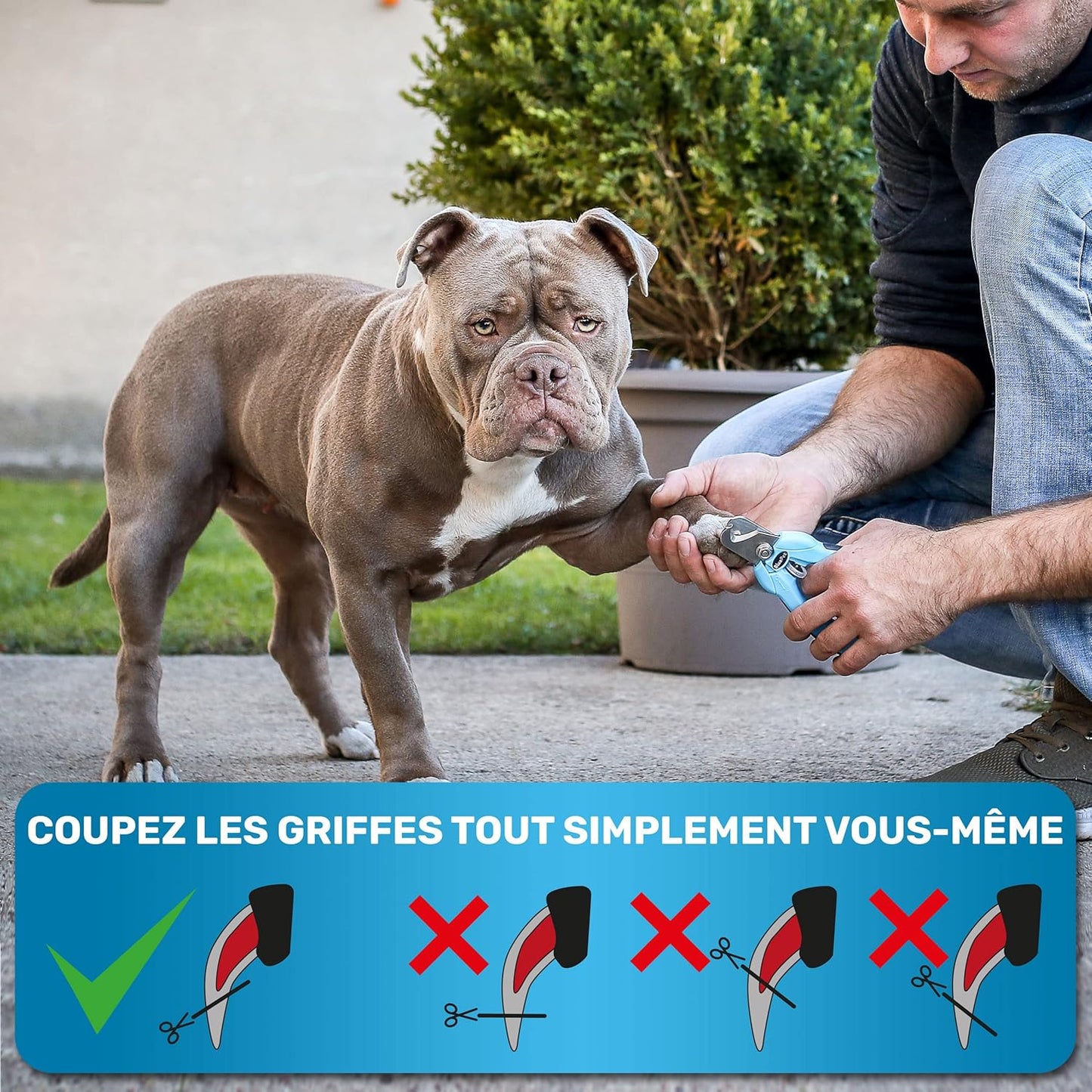 Coupe Griffes Chat + Lime