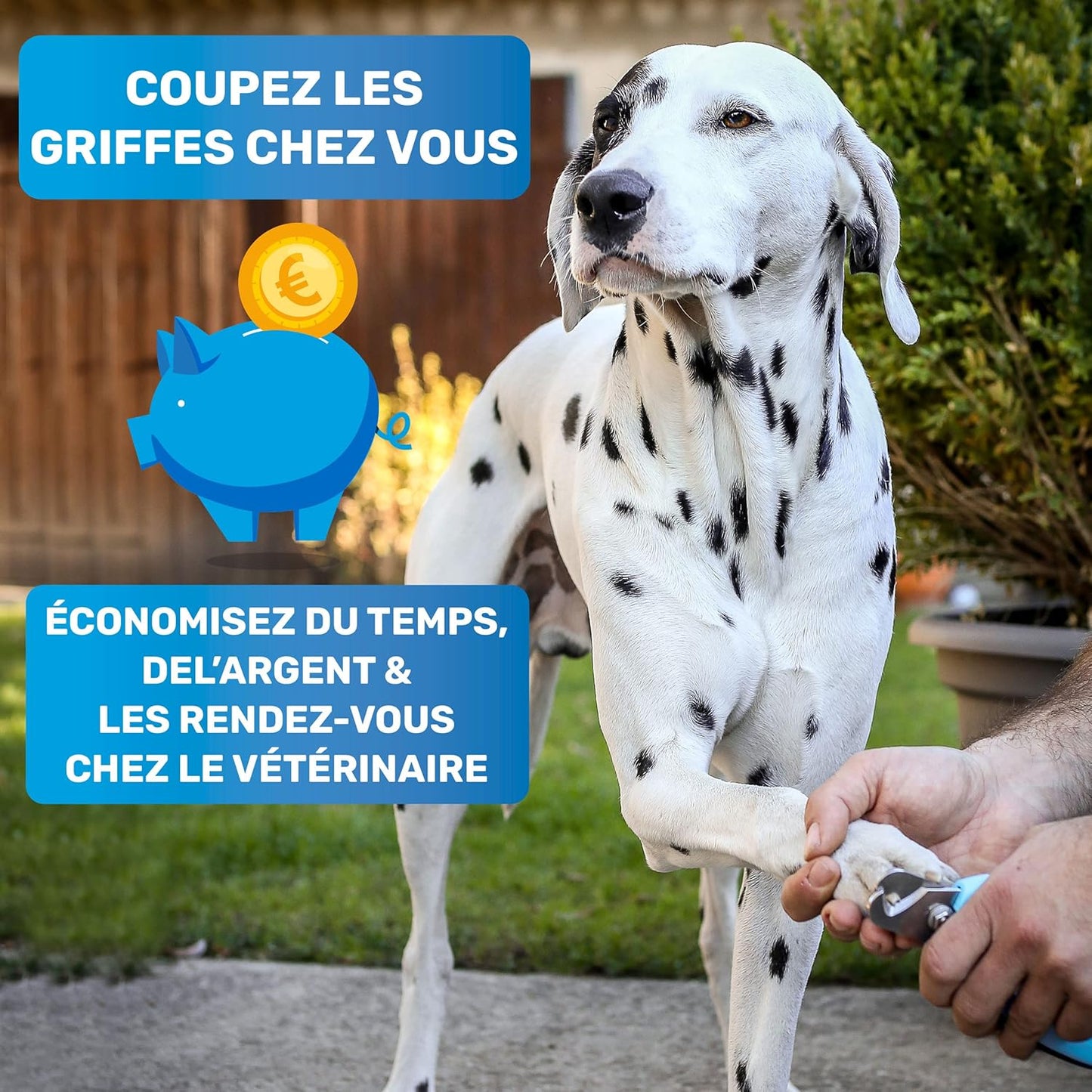 Coupe Griffes Chat + Lime