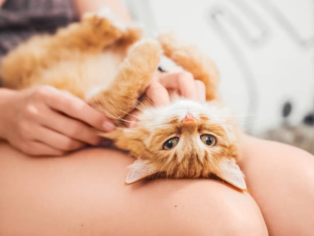 Incorporer le massage dans la routine de toilettage de votre chat-🐈 Catgrip🐾🥰