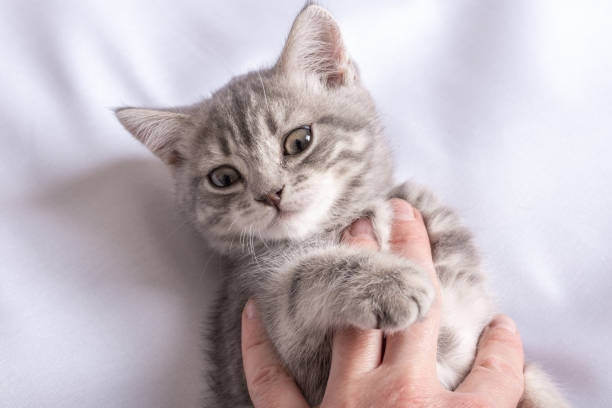 Le massage pour favoriser le jeu actif-🐈 Catgrip🐾🥰