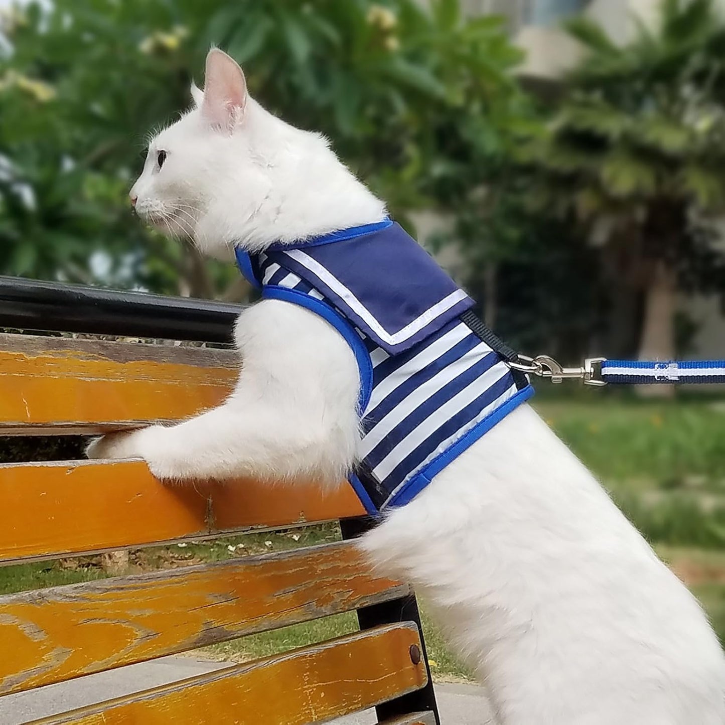 Harnais Chat Anti-Fugue avec Laisse