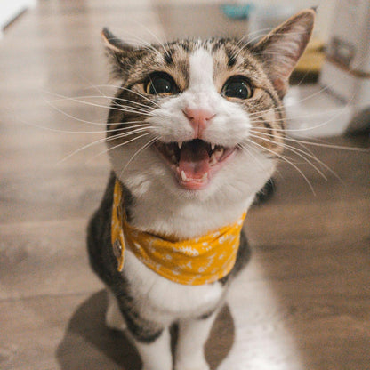 Lingettes pour Chat Oreilles x100
