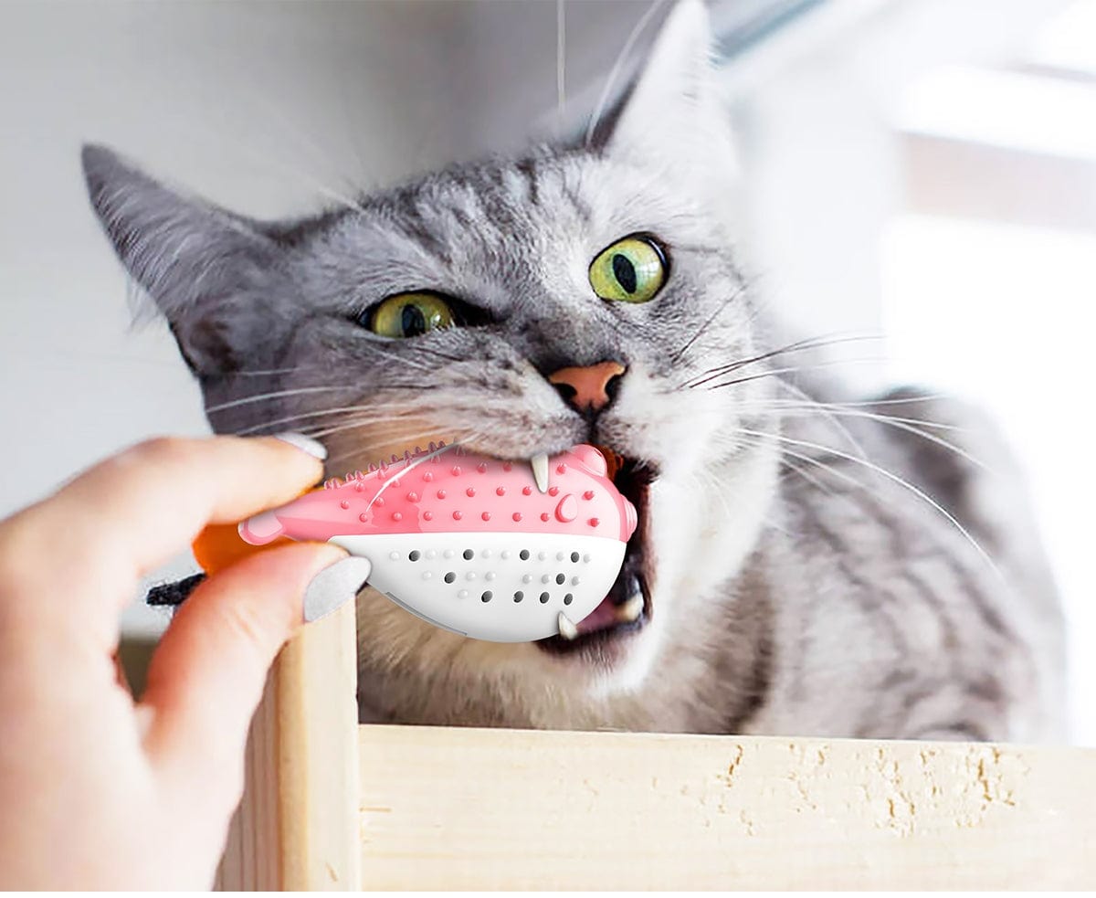 Brosse à Dent Chat à Morde-🐈 Catgrip🐾🥰